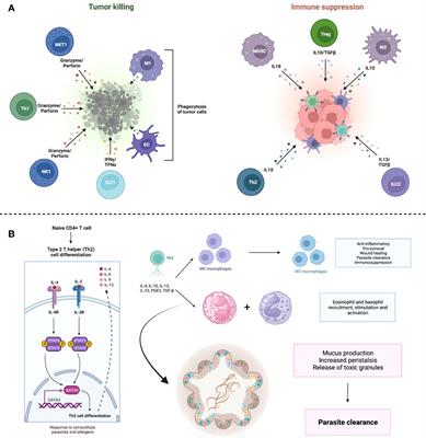 Similarities and divergences in the metabolism of immune cells in cancer and helminthic infections
